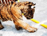 生活百科常识1000题：轻松掌握衣食住行技巧，解决日常难题更从容