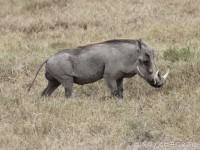 生活百科大全：让日常更轻松实用的生活技能宝典