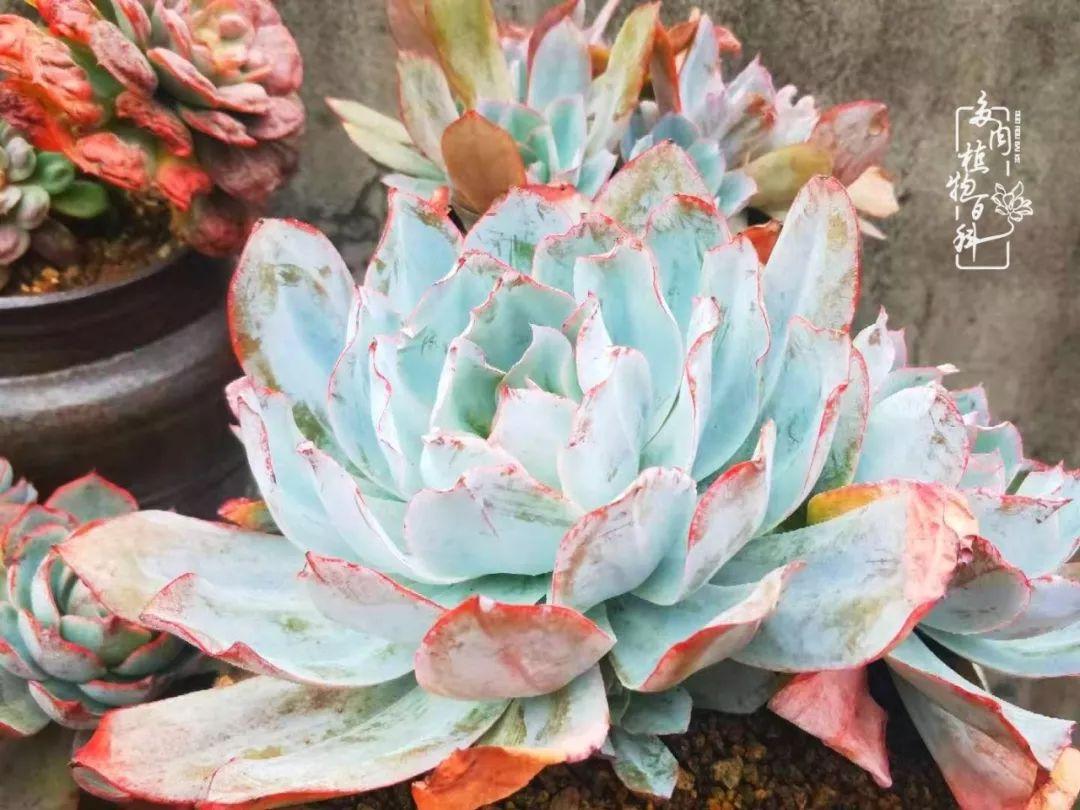 生活知识小百科问答：轻松掌握实用生活技巧，告别日常烦恼