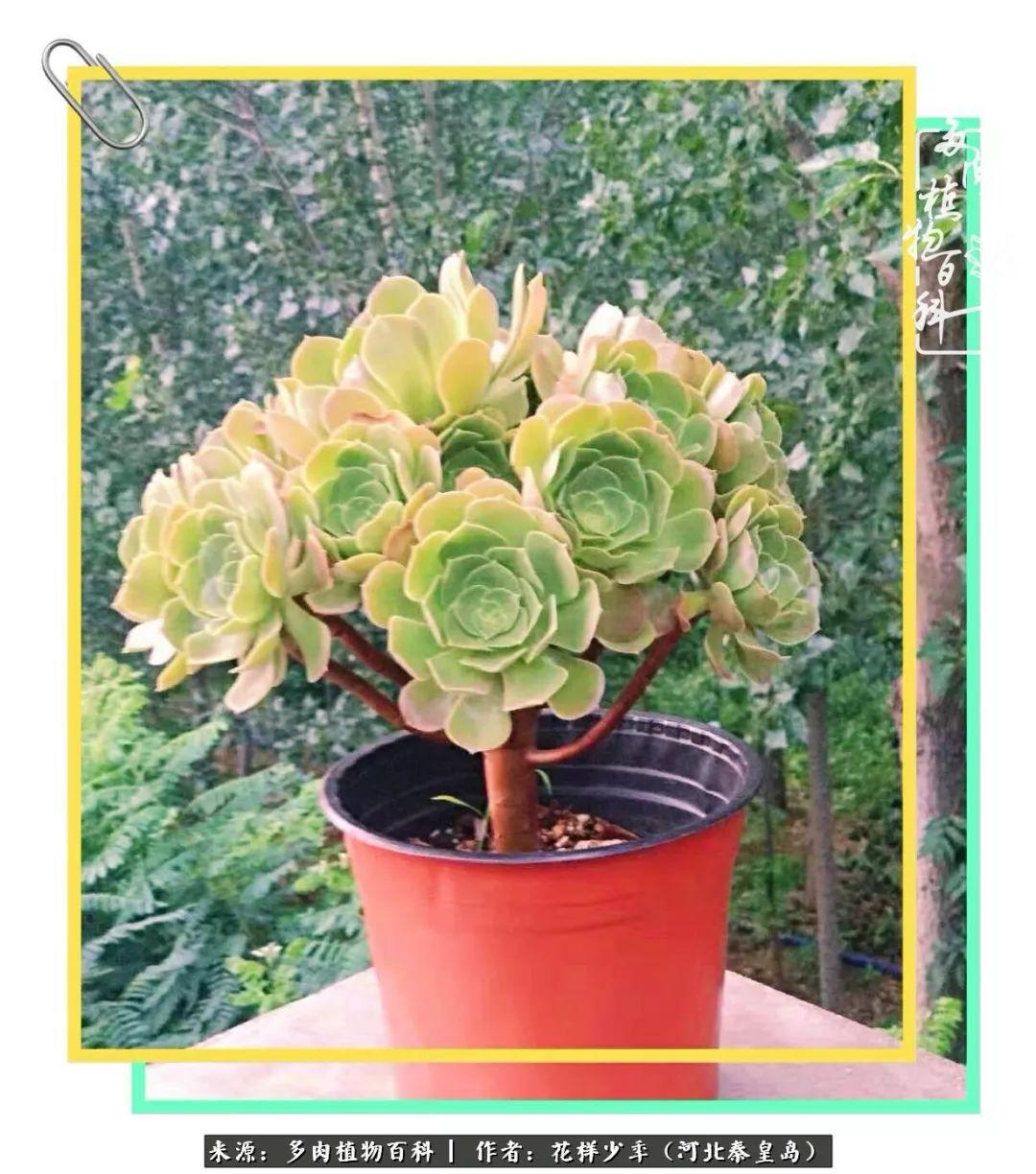 生活知识小百科问答：轻松掌握实用生活技巧，告别日常烦恼