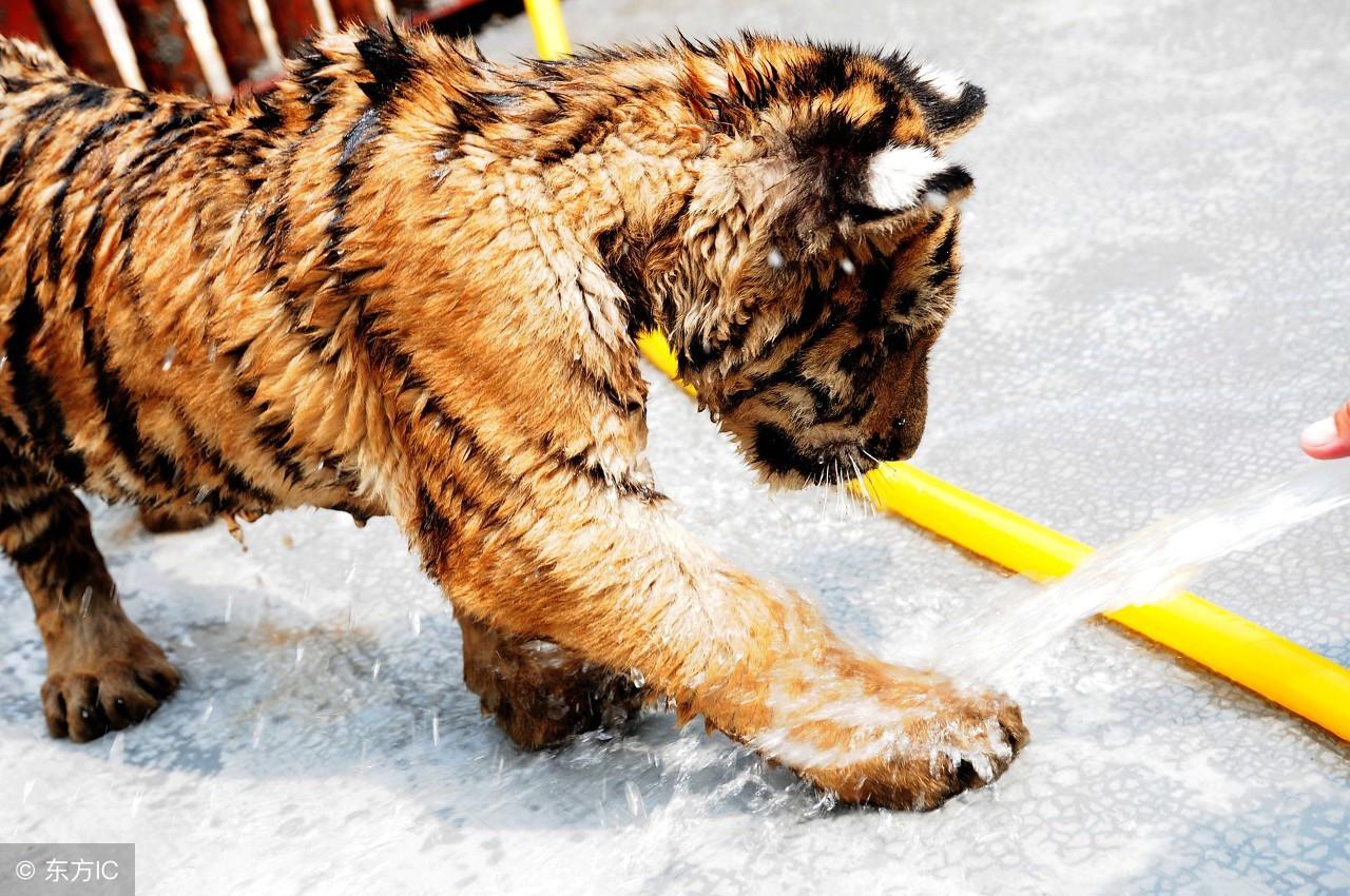 生活百科常识1000题：轻松掌握衣食住行技巧，解决日常难题更从容