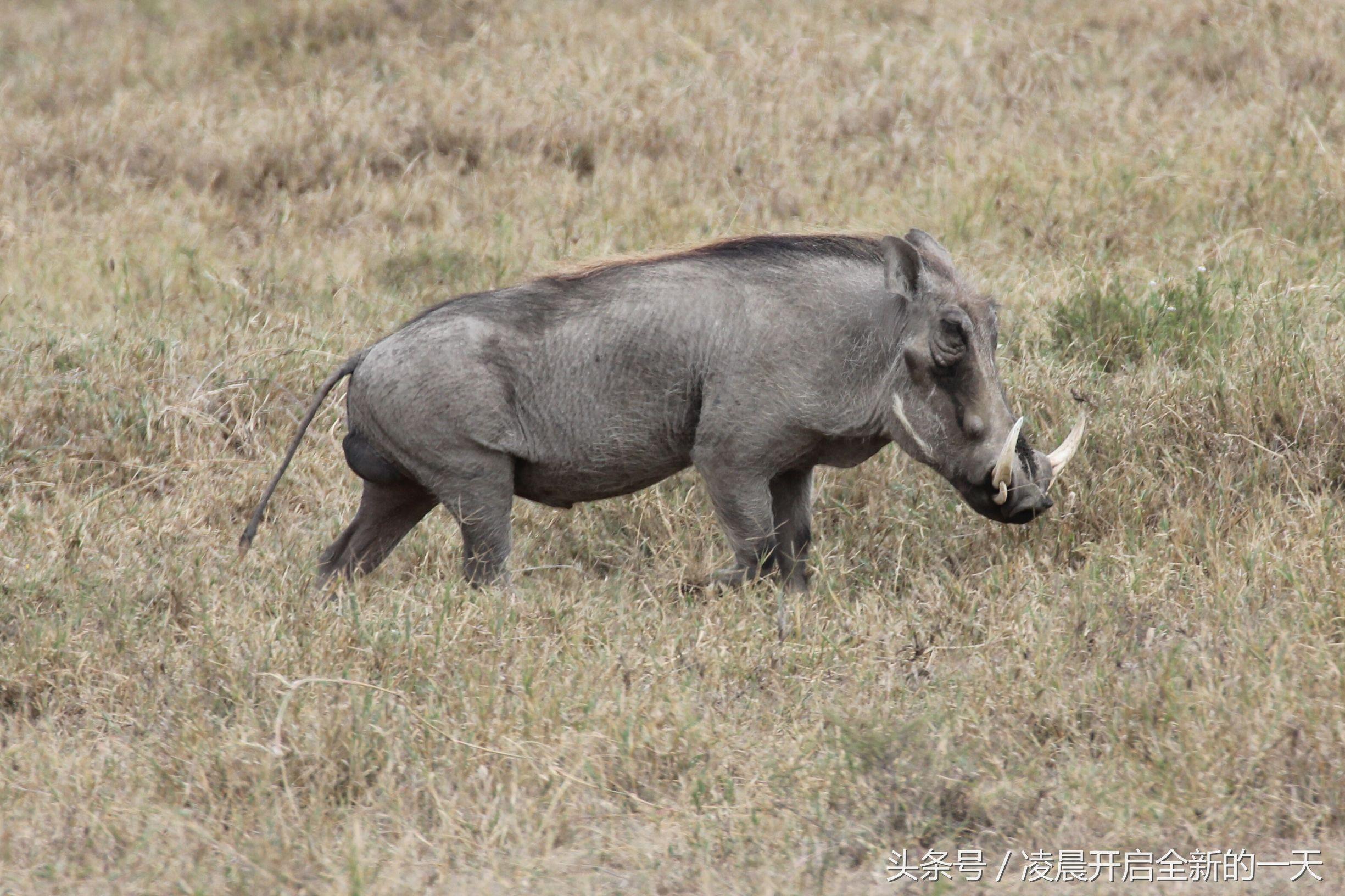 生活百科大全:让日常更轻松实用的生活技能宝典 生活百科大全:让日常更轻松实用的生活技能宝典