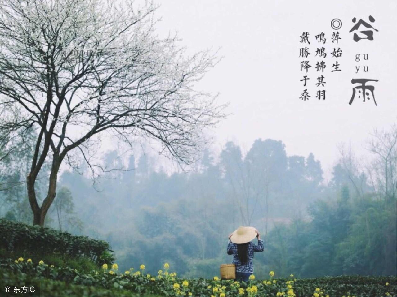 谷雨时节是什么意思?揭秘春雨滋润谷物生长的智慧与习俗 谷雨时节是什么意思?揭秘春雨滋润谷物生长的智慧与习俗